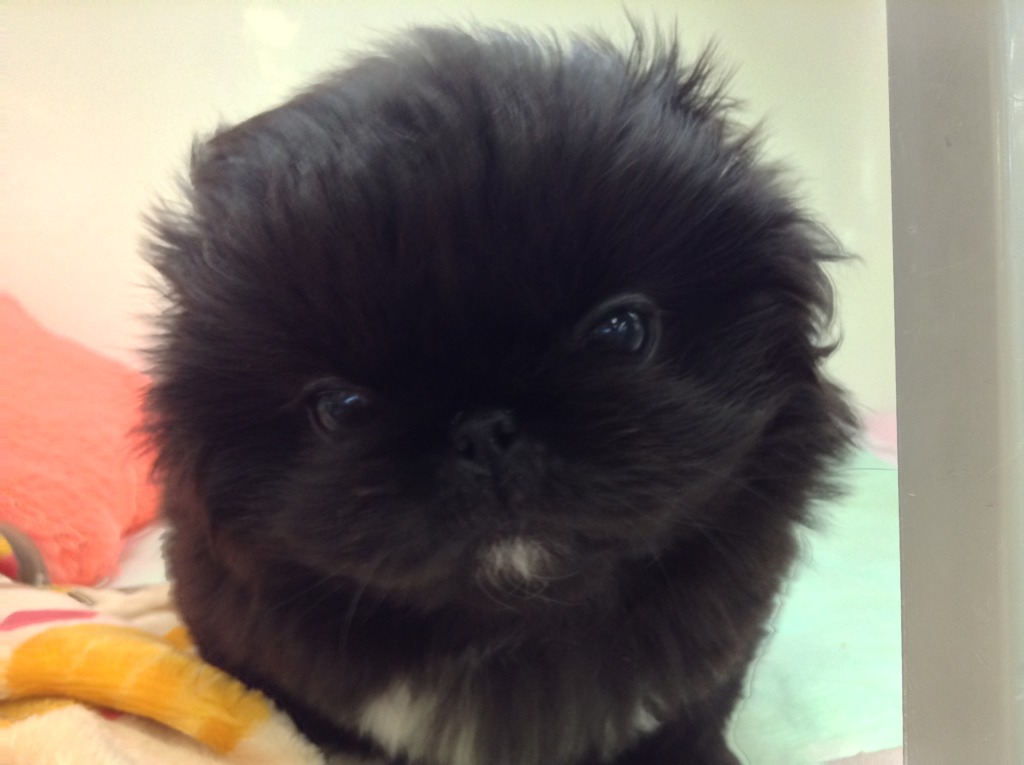 ☆ＮＥＷおすすめ犬☆