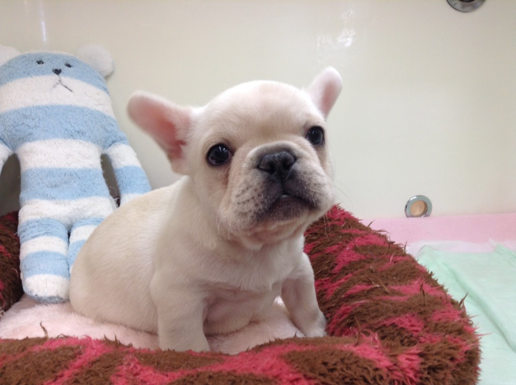 ☆ＮＥＷおすすめ犬☆