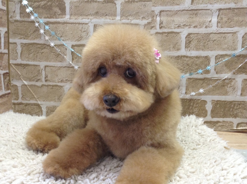 トリミング予約状況のお知らせ(^^♪