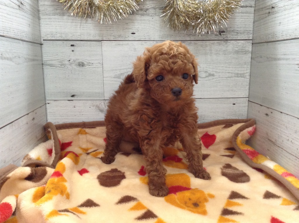 🌸新年　ＮＥＷＦＡＣＥ🌸