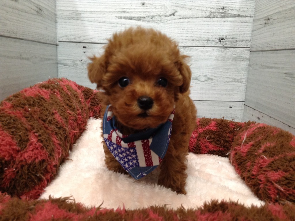 ♥新しい子たちがやってきました!!!♥