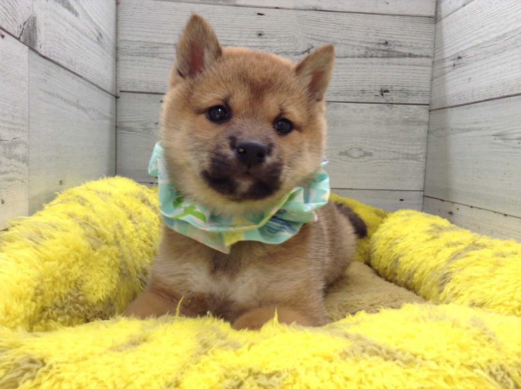 🐶ｎｅｗ　ｆａｃｅ　レディース　🐶