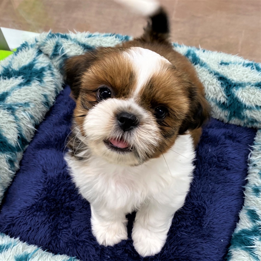 🐶ＮＥＷ　ＦＡＣＥ🐱