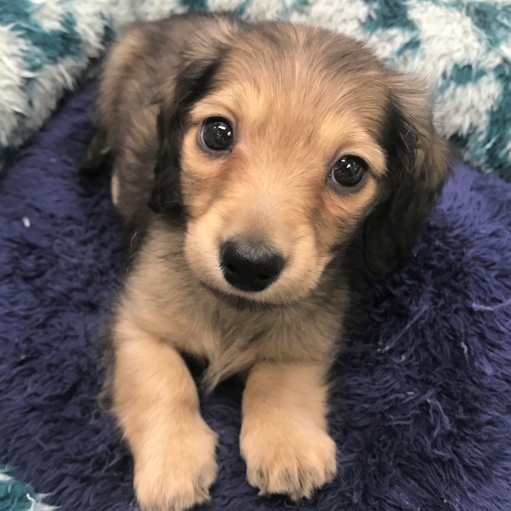 ★ちいさいおともだち★