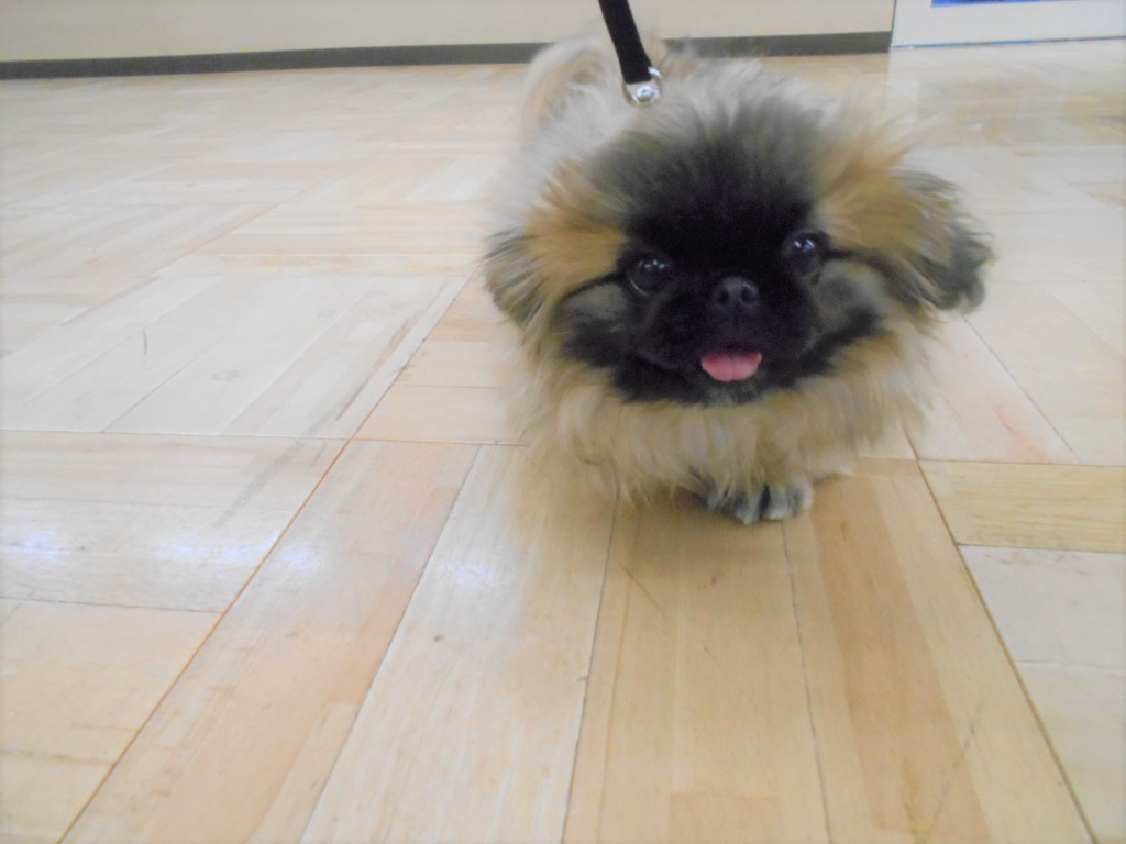 お散歩ぺきたん♥