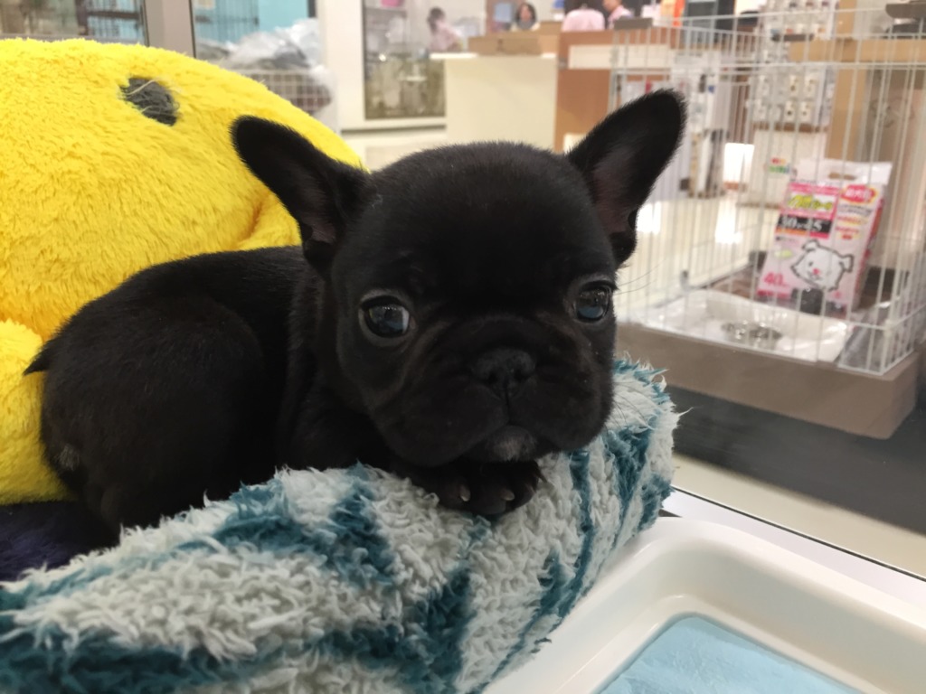 おすすめ犬バトンタッチ♬