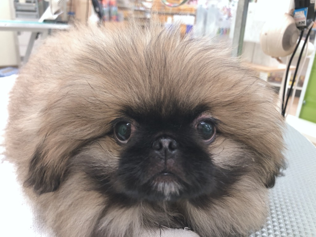 ぺーたんの日常★