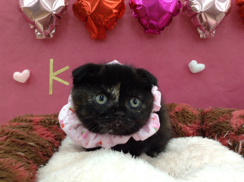 ♡にゃんにゃんにゃん♡