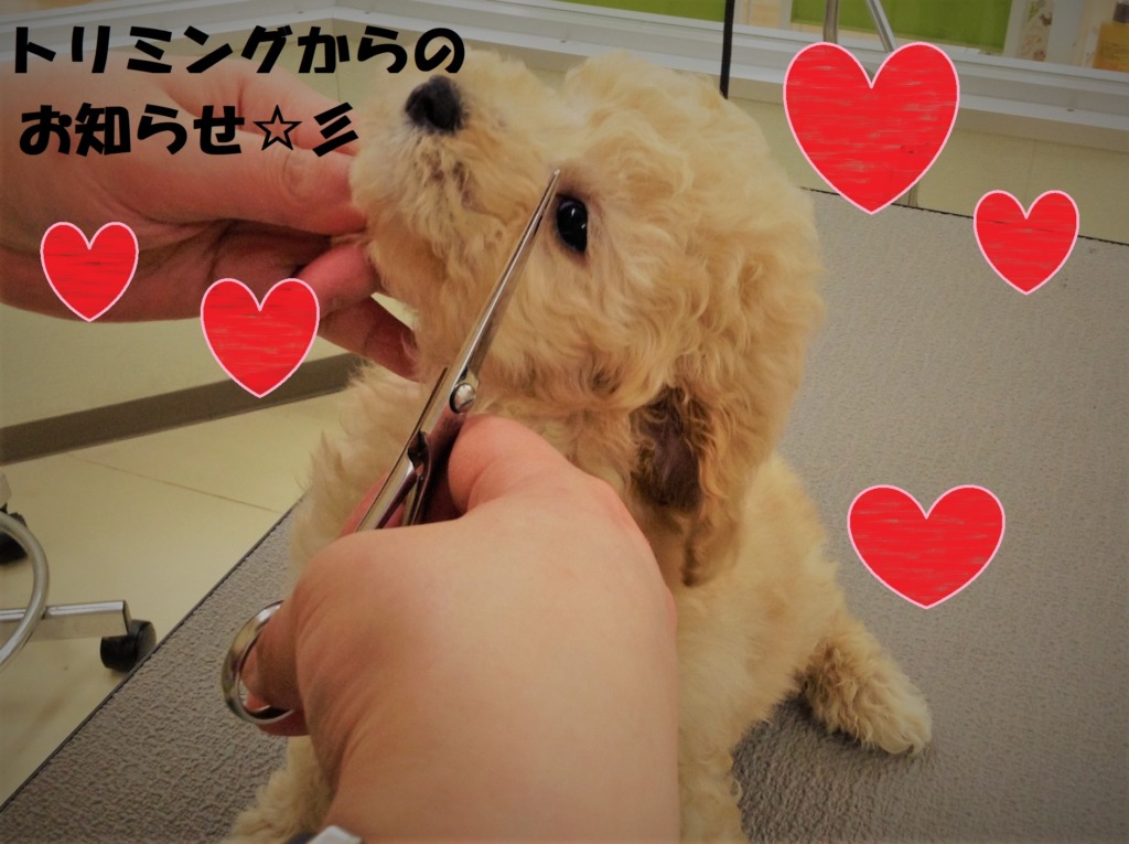 トリミングからのお知らせ😊