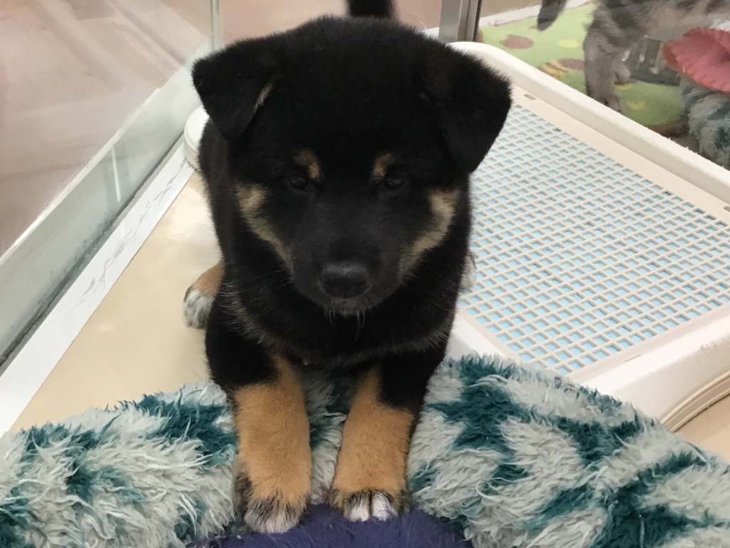 新たに可愛い子が来ました(*’▽’)