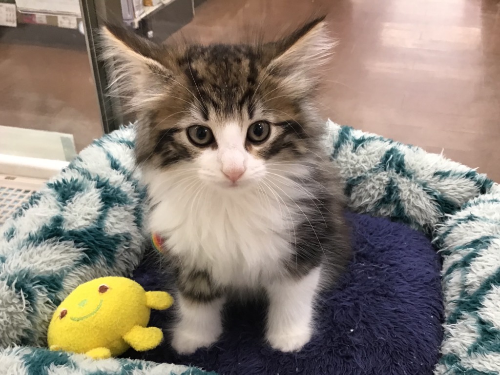 ネコちゃんがやってきました♪