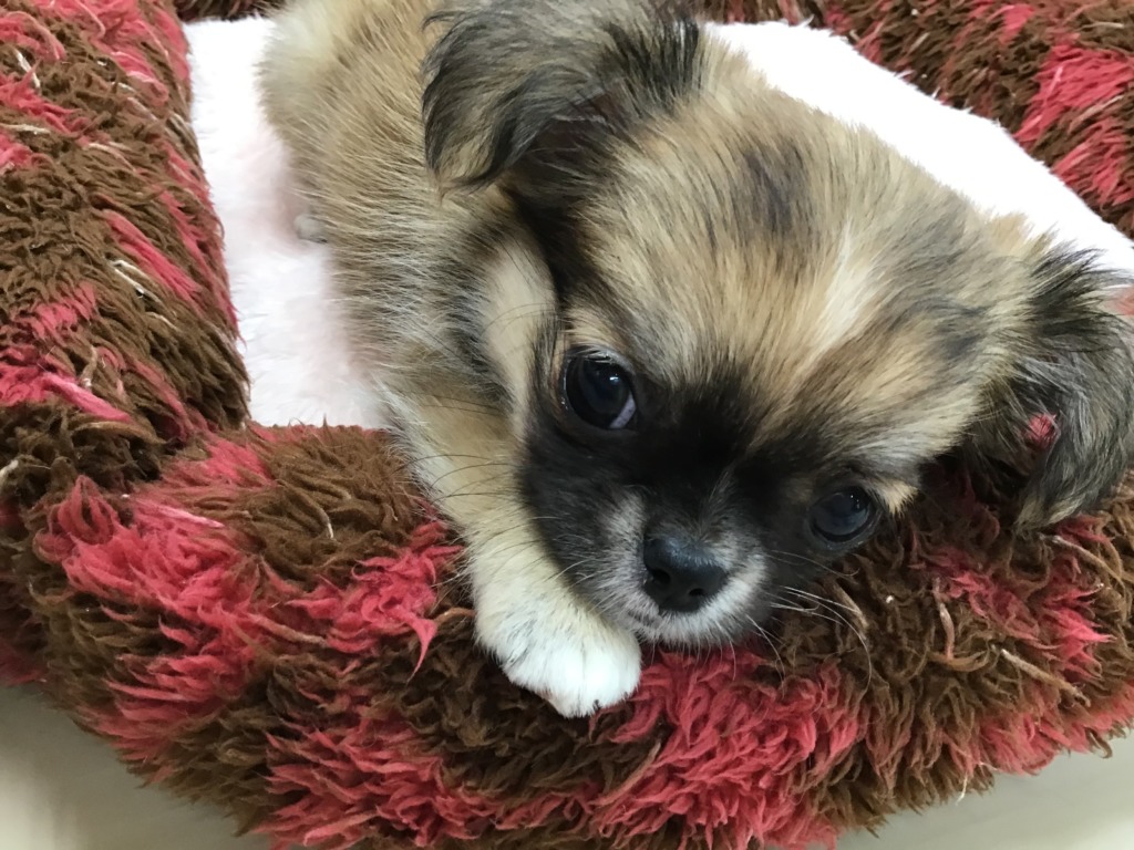 　☆彡NEW FACE☆彡