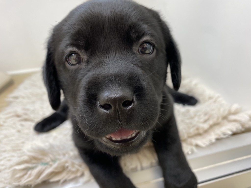 🐶はじめまして💗