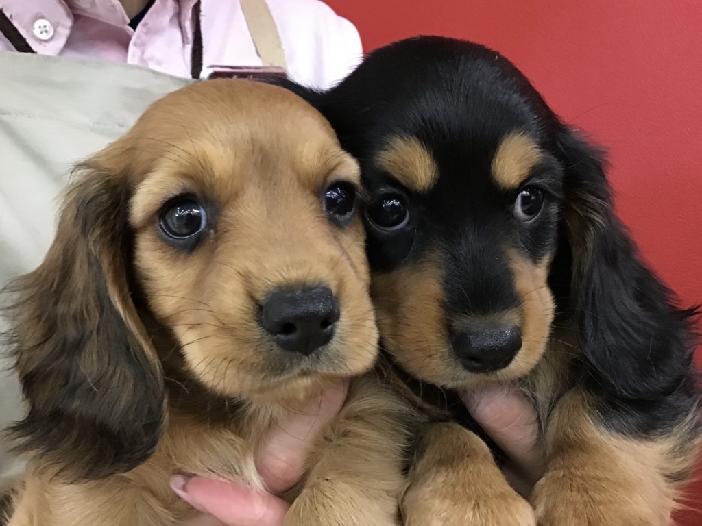 ☆良いとこどり！ミックス犬☆