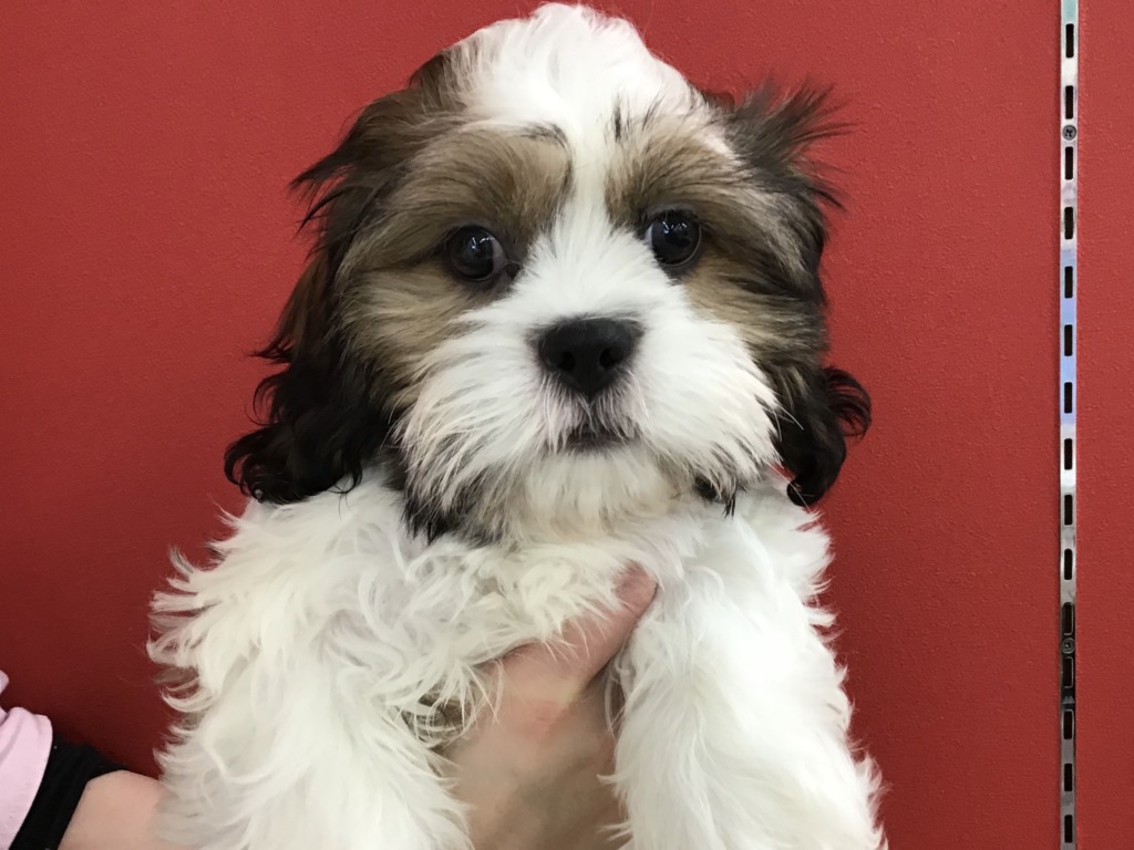 良いとこどり ミックス犬 ペットハウステンテンペットハウステンテン