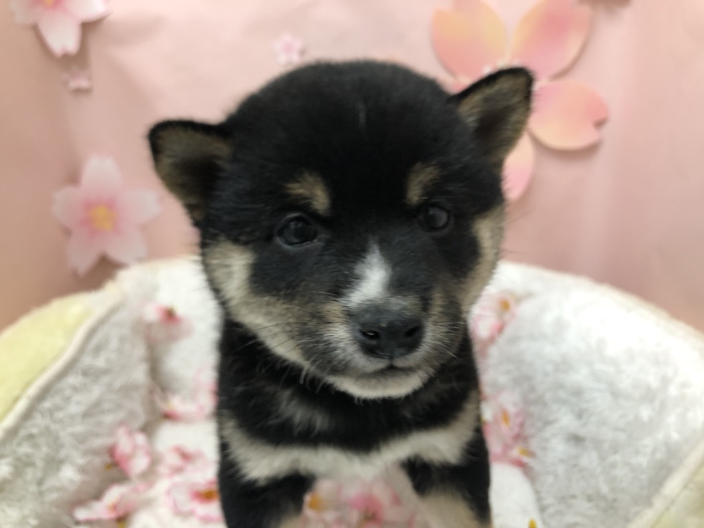 ＊NEW　オススメ犬＊