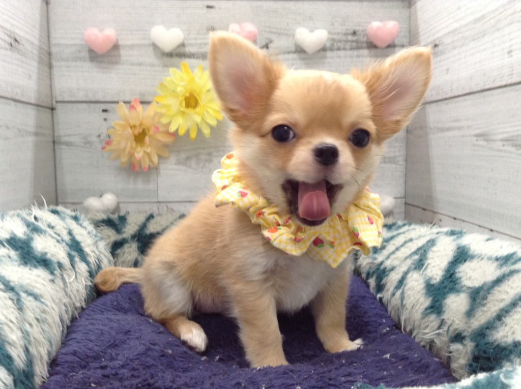 🌸新入りさんたち🌸