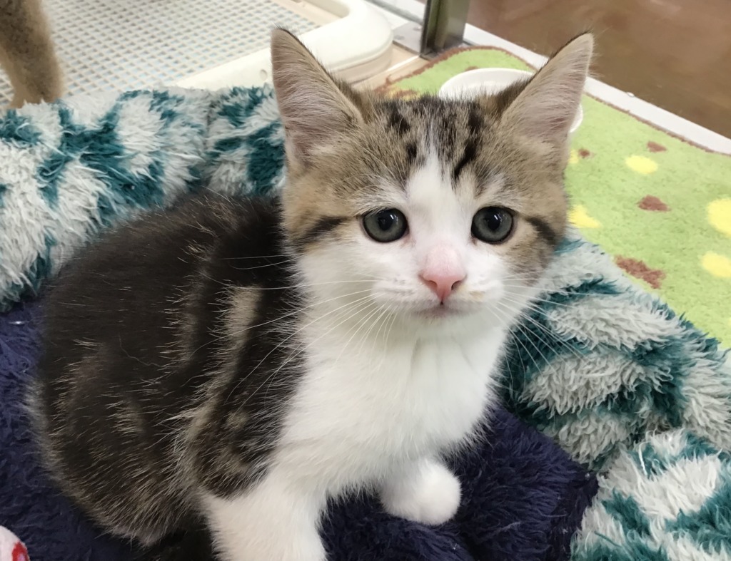 　☆彡NEW　ＦＡＣＥ☆彡