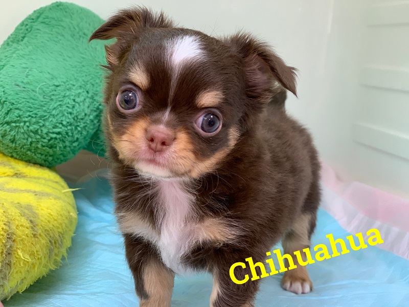 チョコタンチワワ登場 ペットハウステンテンペットハウステンテン