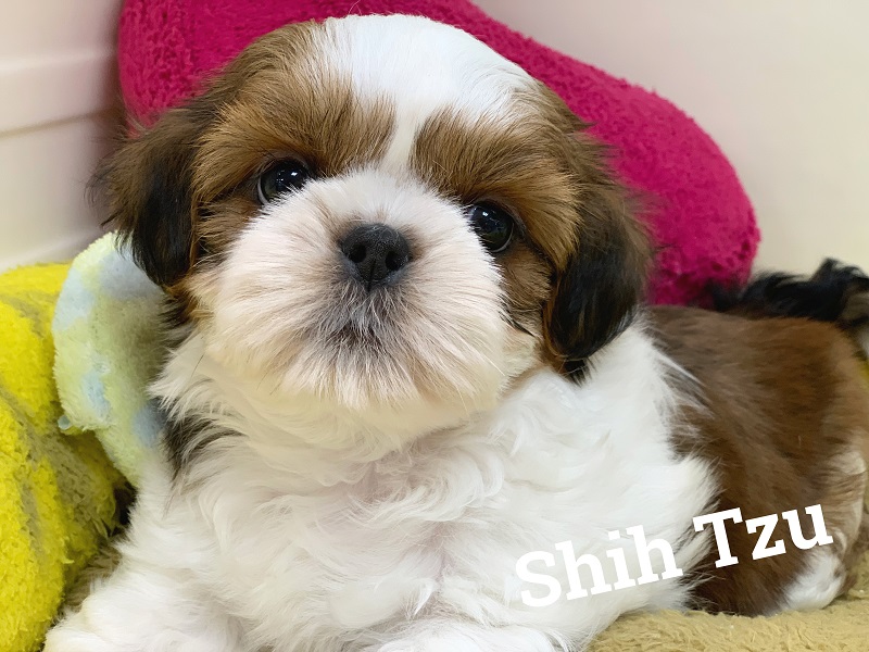 ☆NEW FACE♥シーズーちゃん☆
