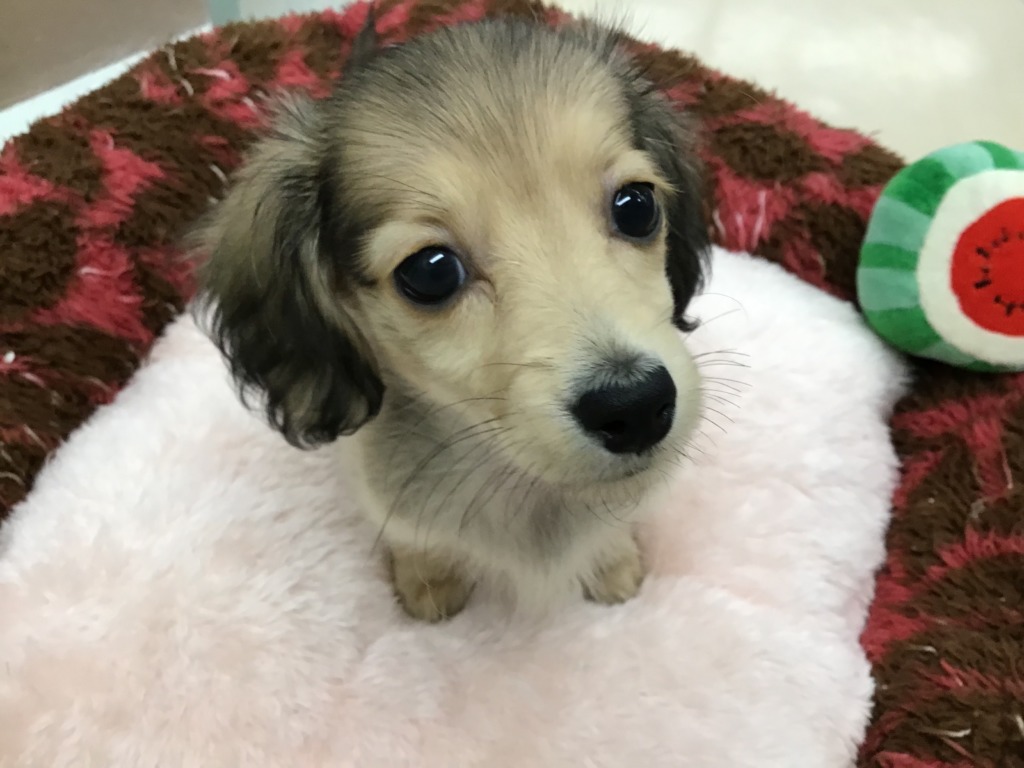 　　　おすすめ犬♪