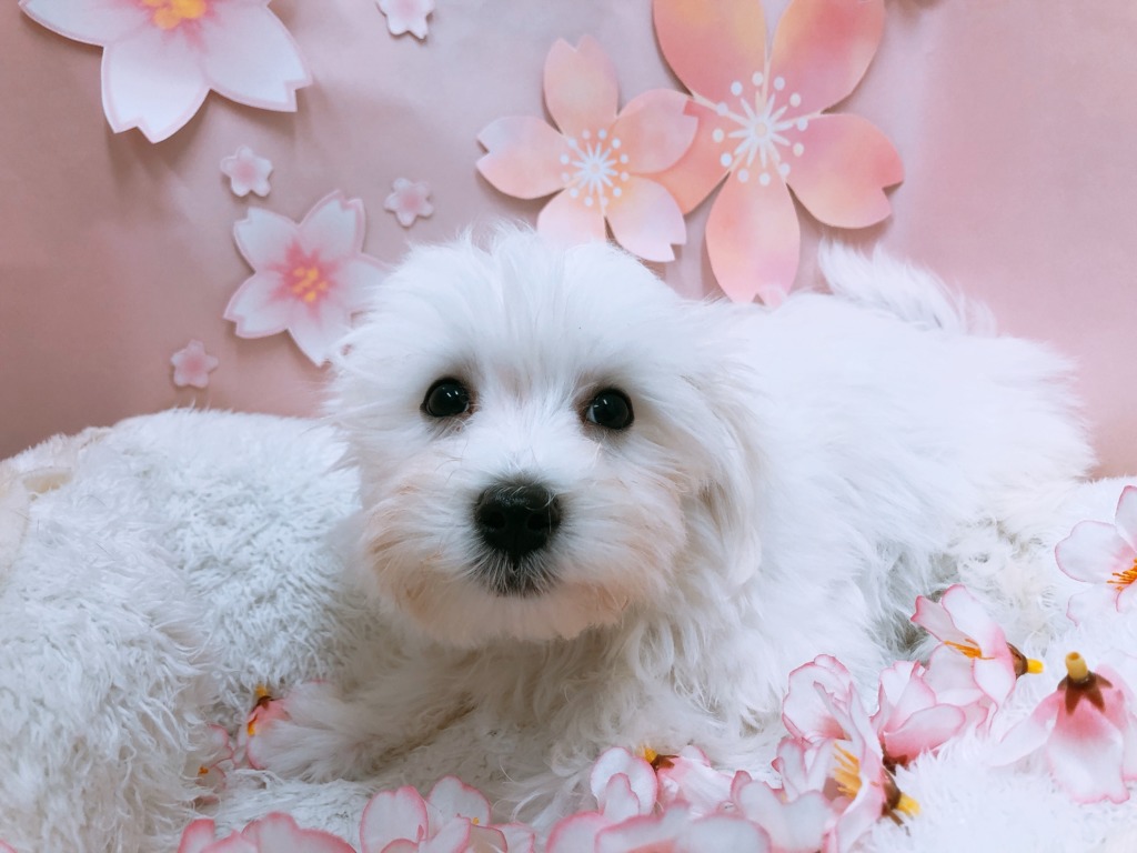 ☆新しいお友達がやってきました☆