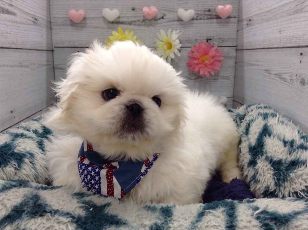 🌷新しいお友達🌷