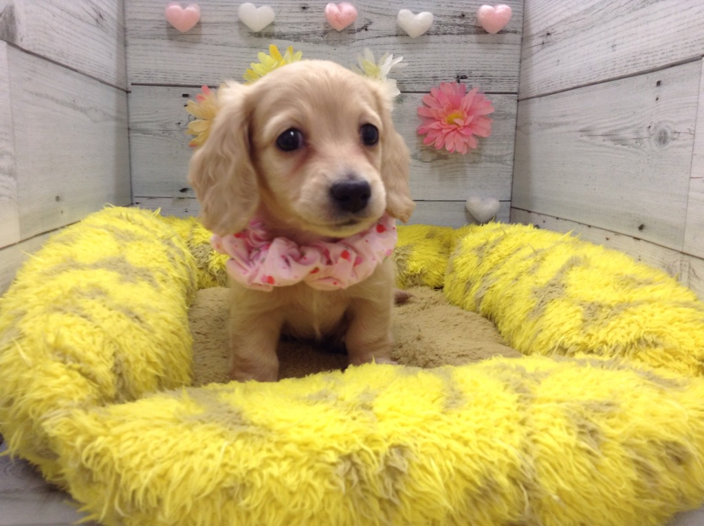 ♬おすすめ犬チェンジ♬
