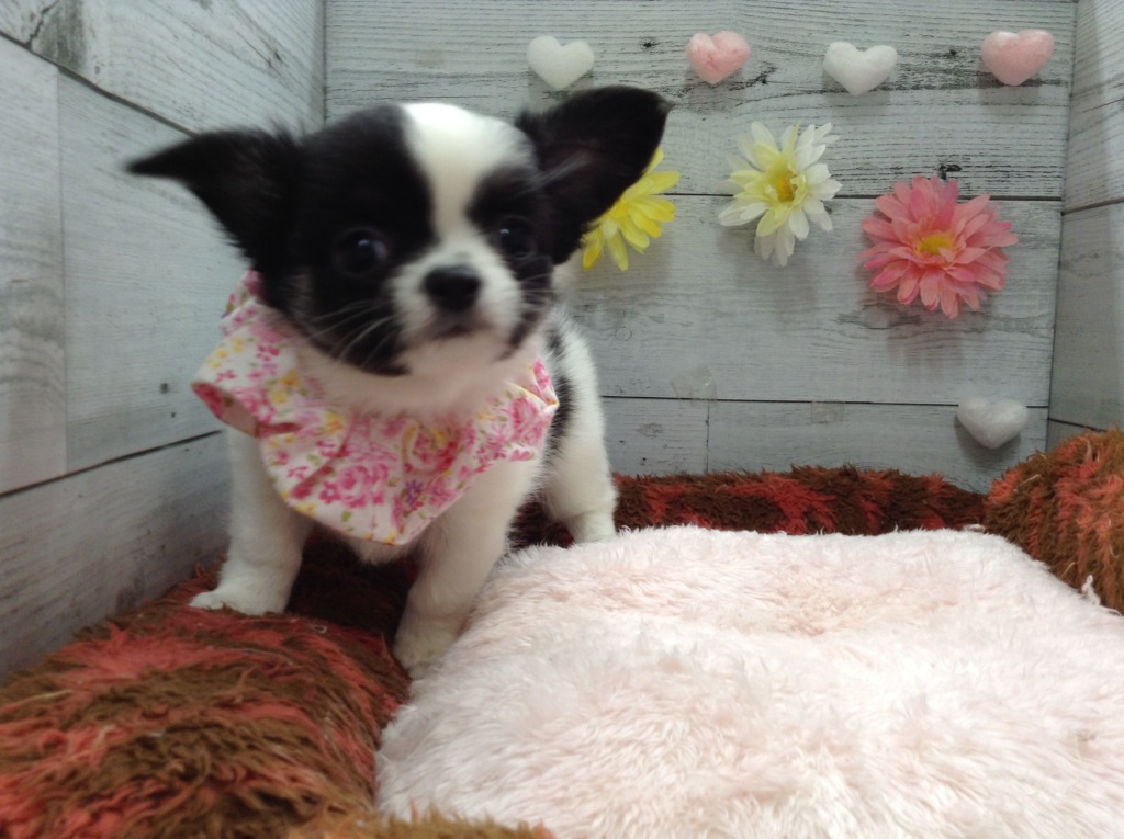 💘おすすめ犬交代です💘