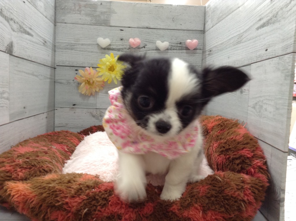 🍓新しい仲間たち🍓