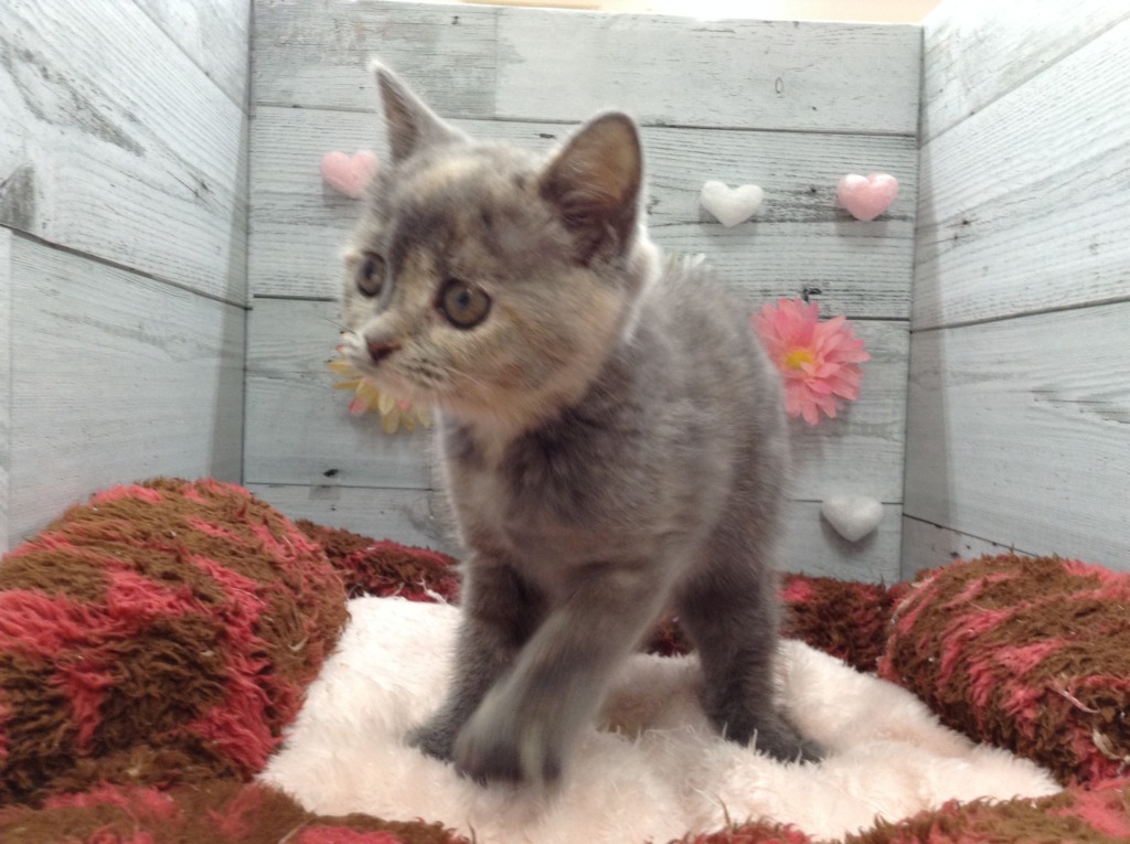 🐈新入りだにゃん🐈