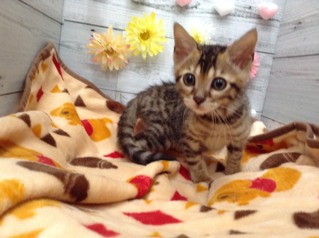 🌙新しいねこちゃん🌙