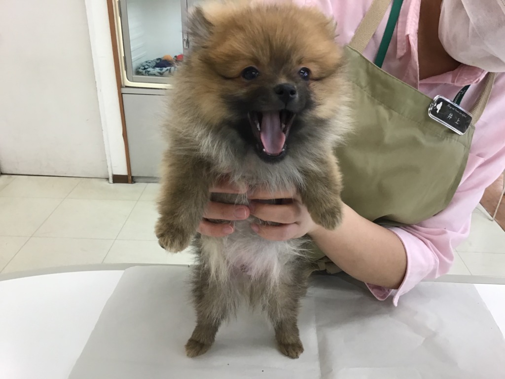 ポンちゃんのお手入れ☆