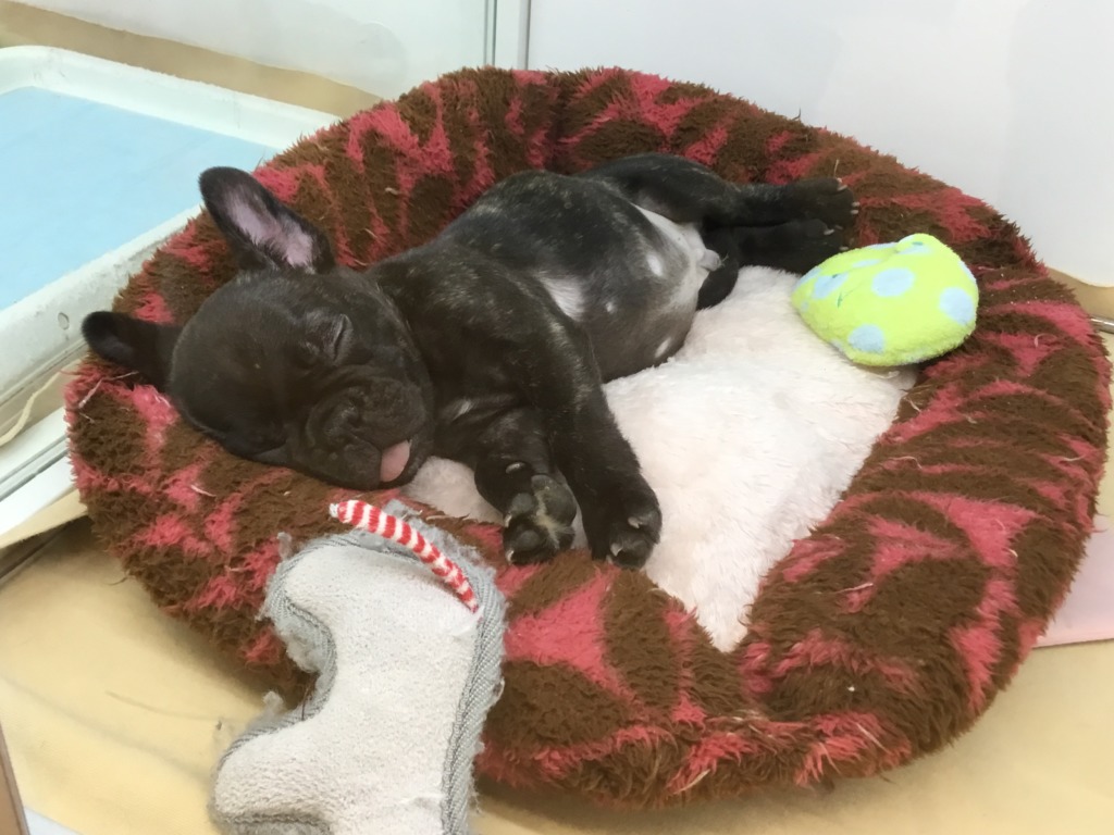 おすすめ犬交代！！