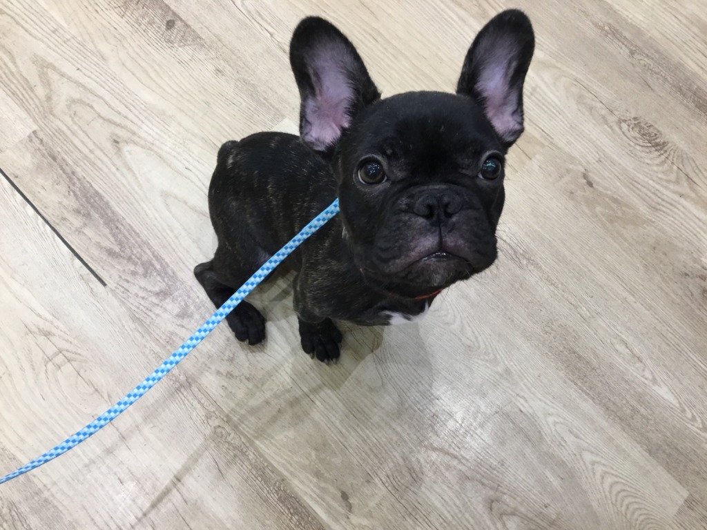 お散歩でびゅーしたヨ💗