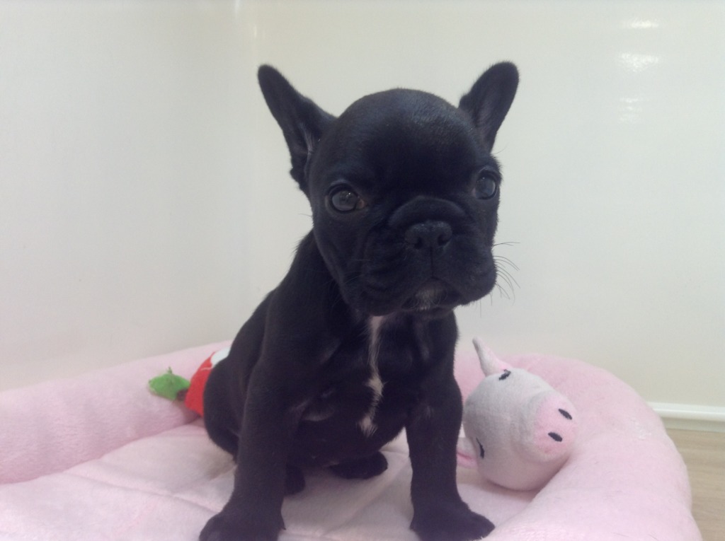おすすめ犬発表！！
