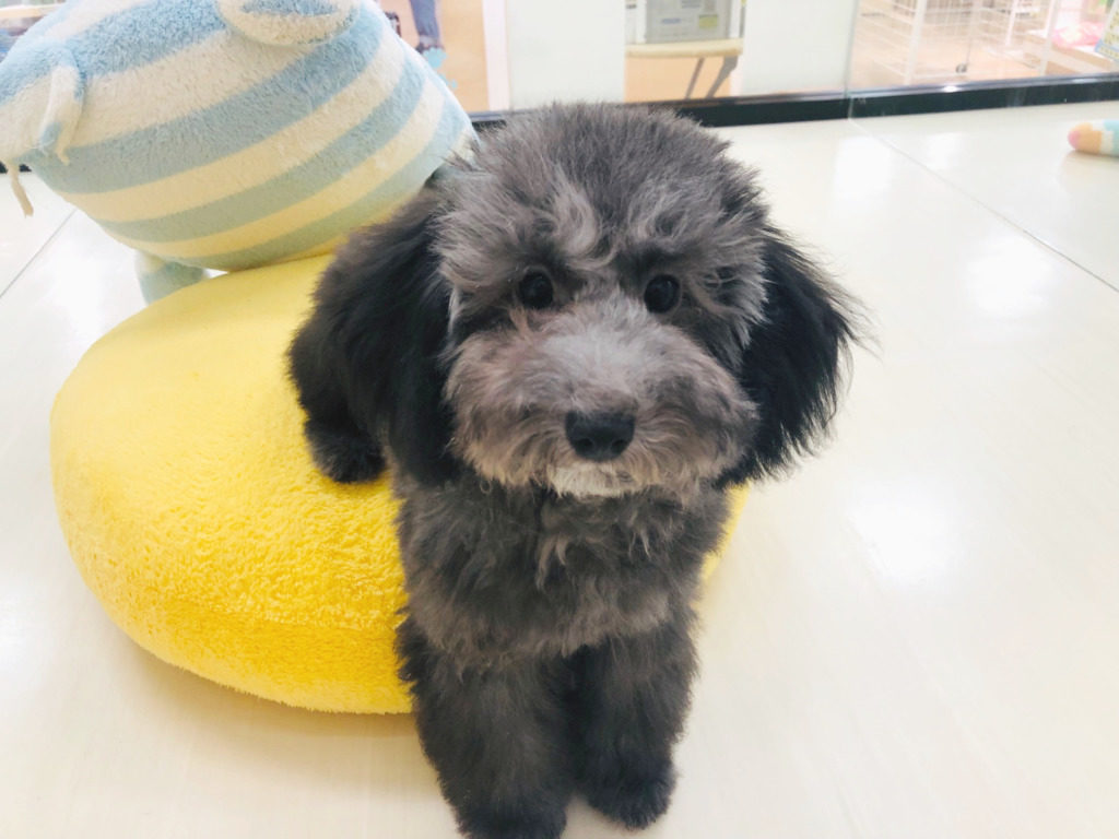 家族が決まりました♪