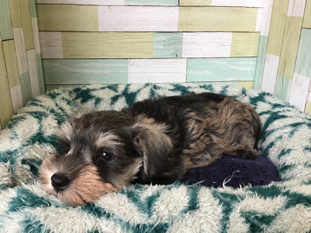 新しいワンちゃんがやってきました！！