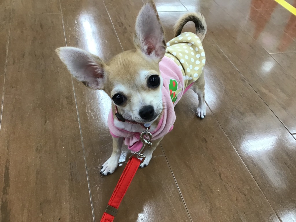 　　お散歩デビュー☆彡