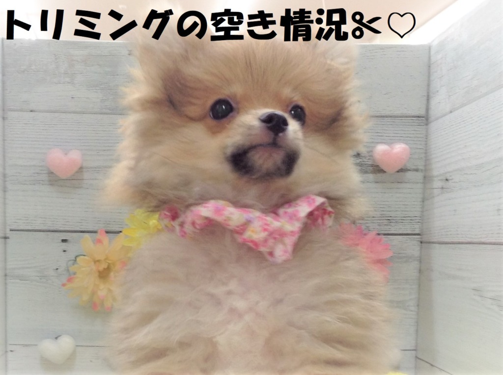 清田店✂トリミングの空き状況✂