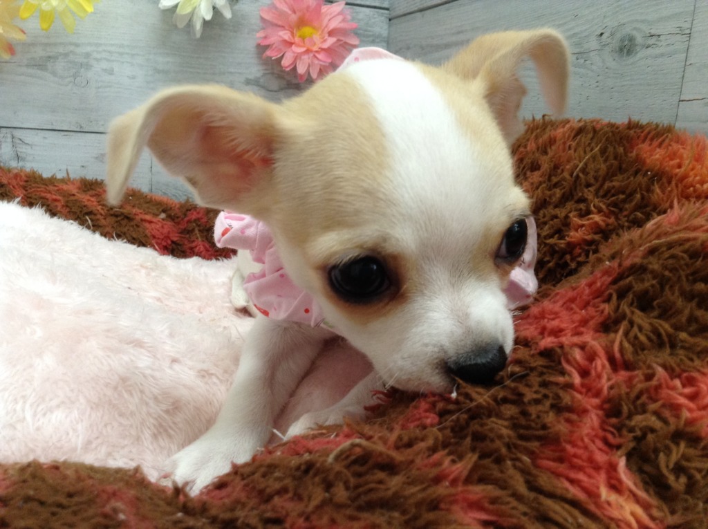 ✨新入りさん✨