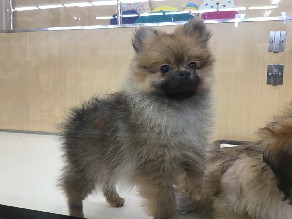 大きいお部屋デビュー