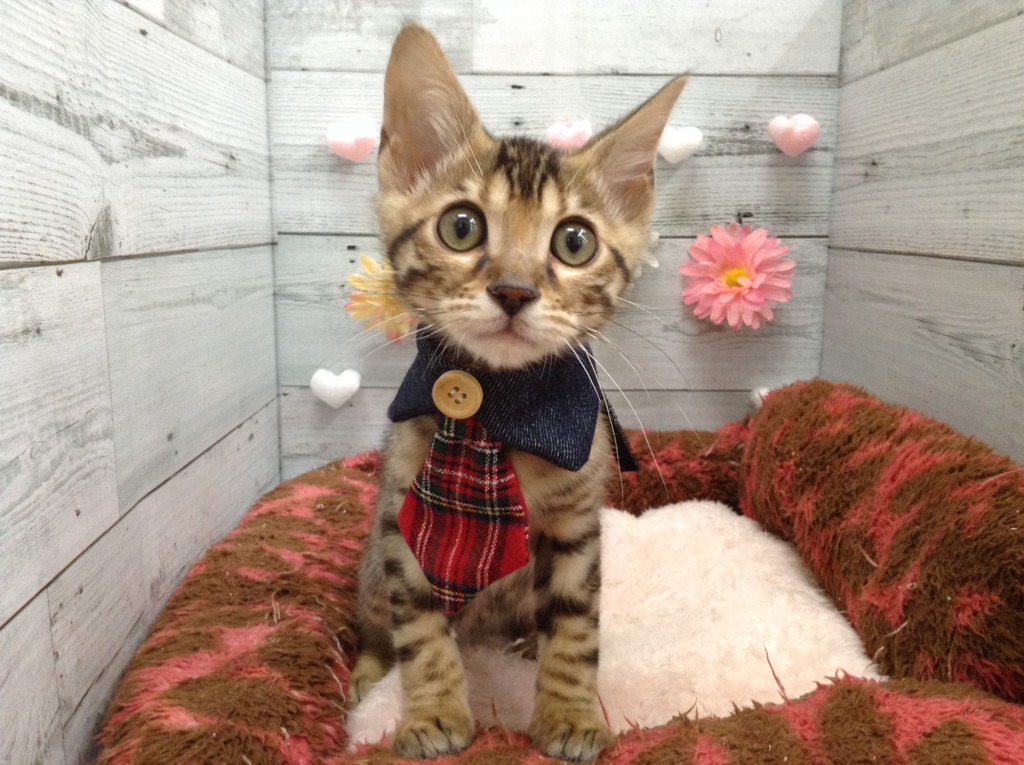 オシャレしました＼(^o^)／