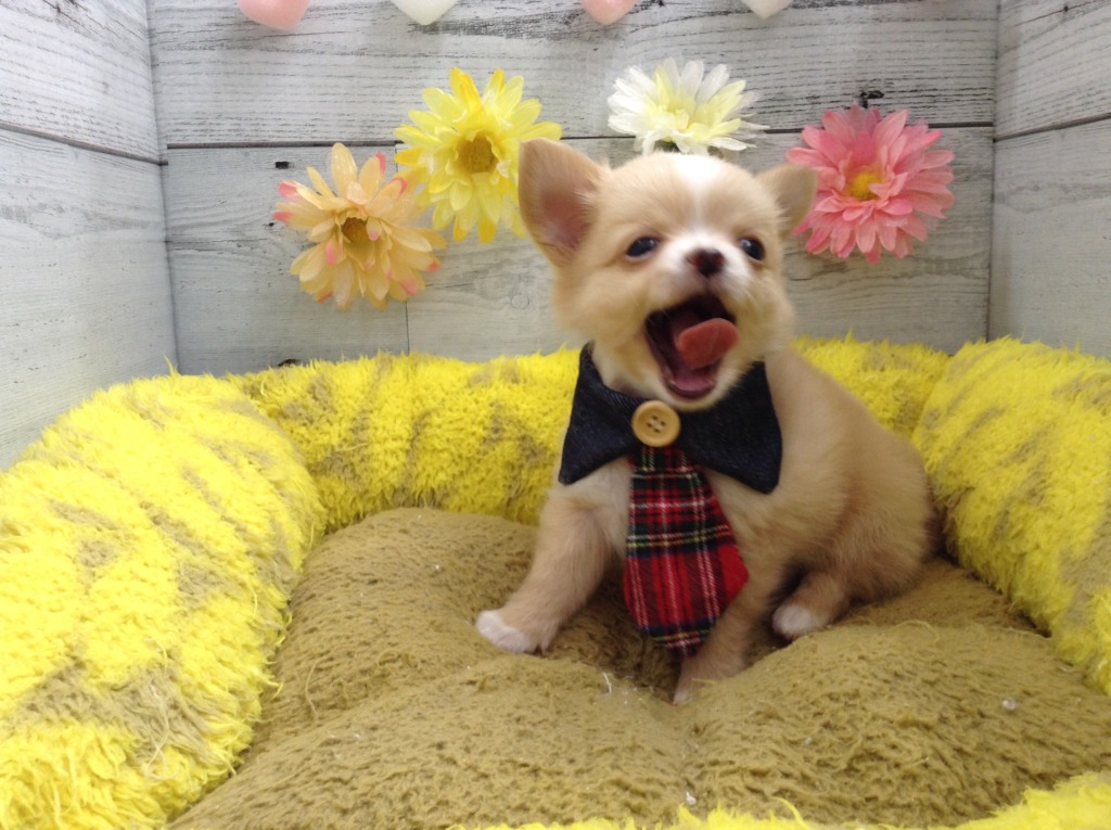 💛新入りくんたち💛