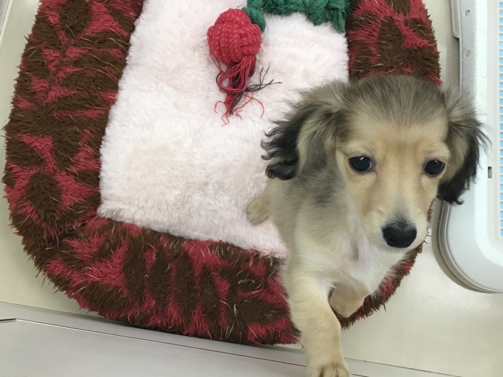 ☆おすすめ犬のダっちゃん☆