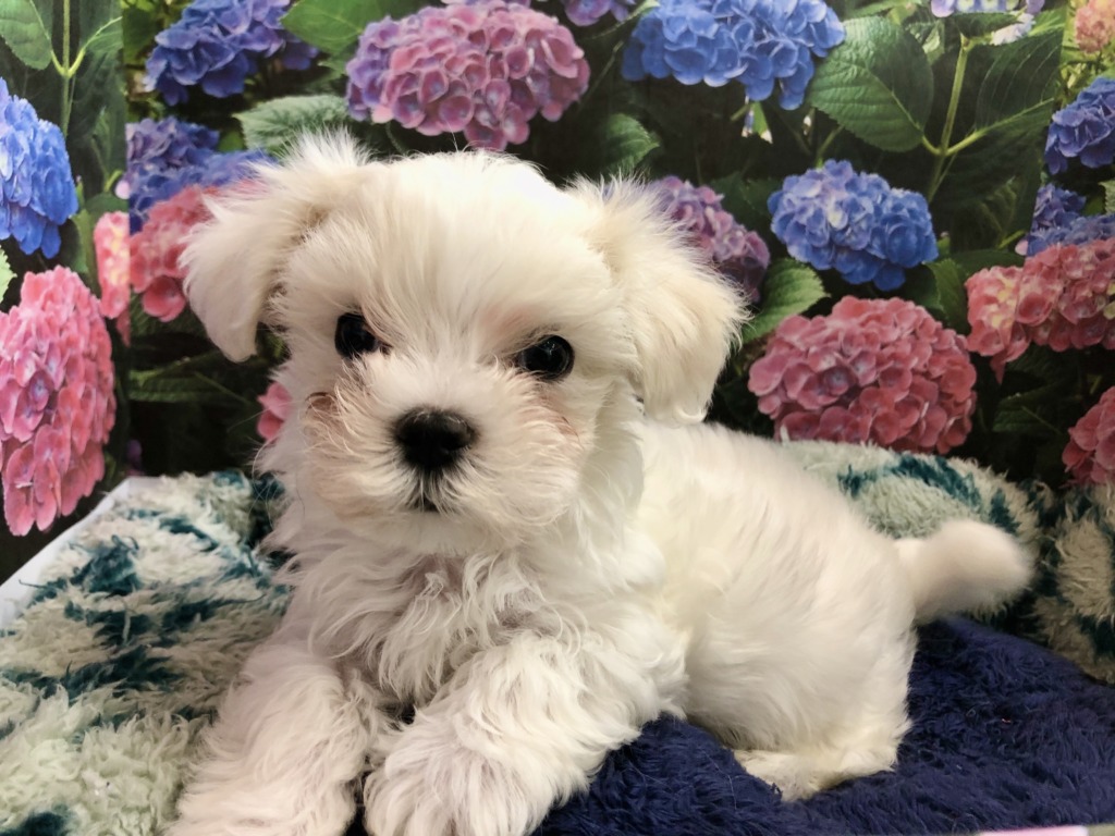＊NEW オススメ犬＊