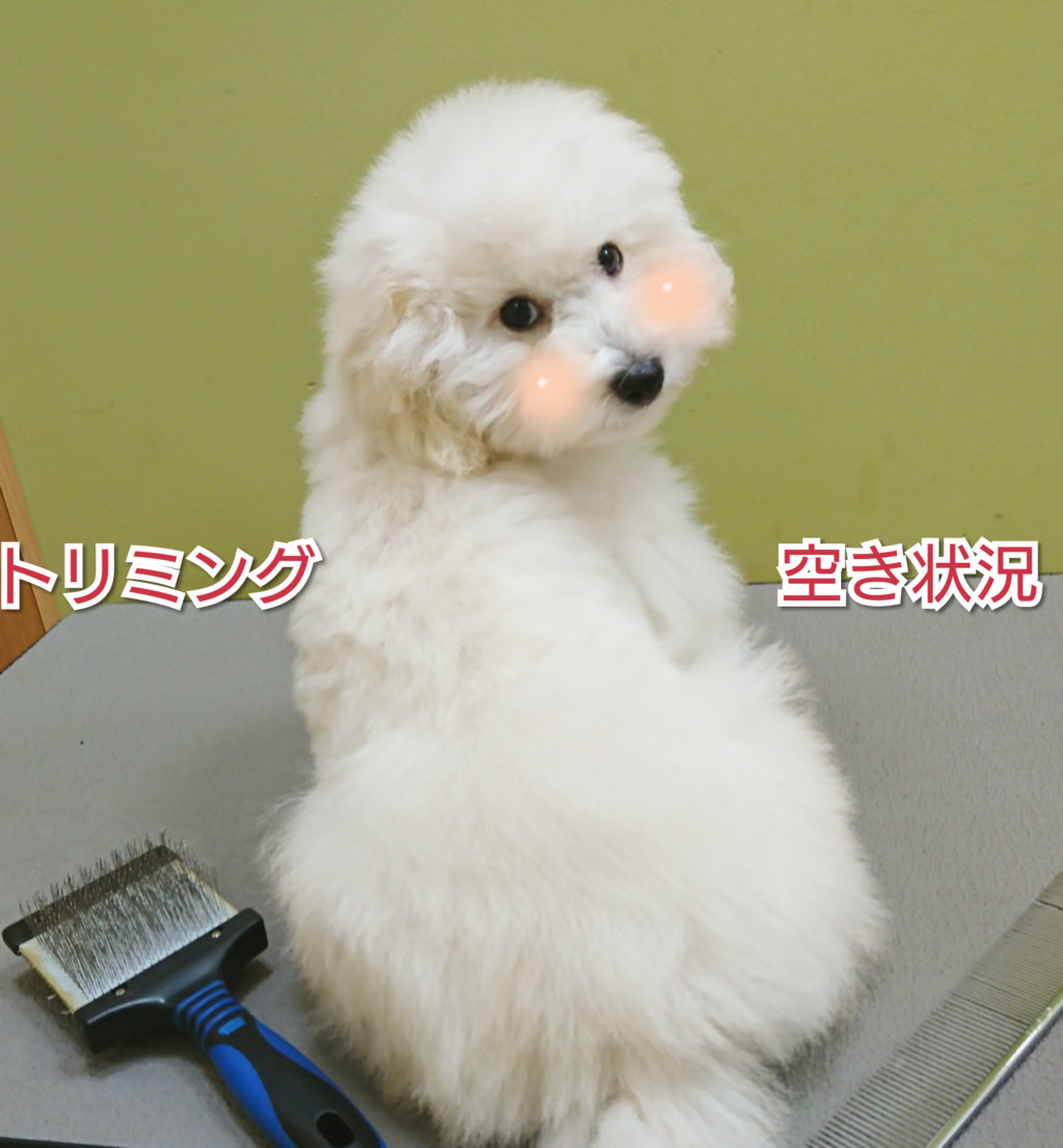 トリミング空き状況⭐5月前半