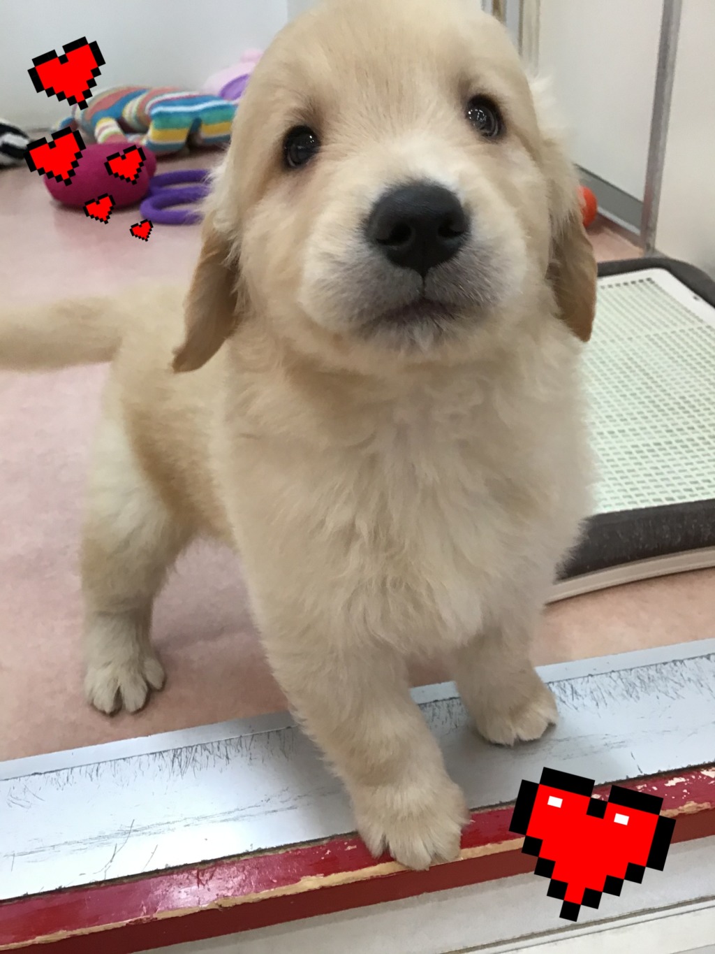 ☆お知らせ☆