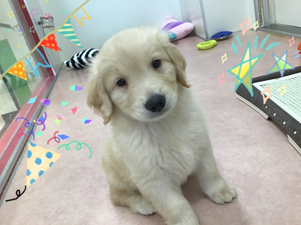 ☆おすすめ犬決まりました☆