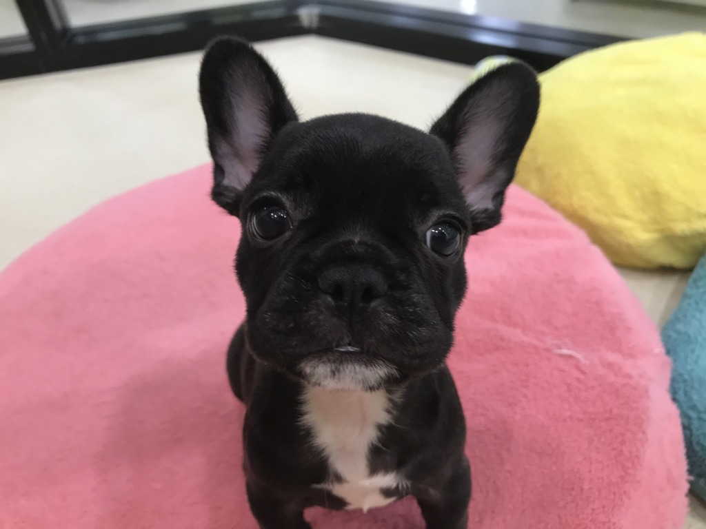◆◇アリオ店おすすめ犬◇◆